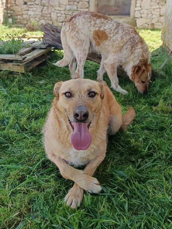 Jude e Kiss due anime gemelle Foto 2